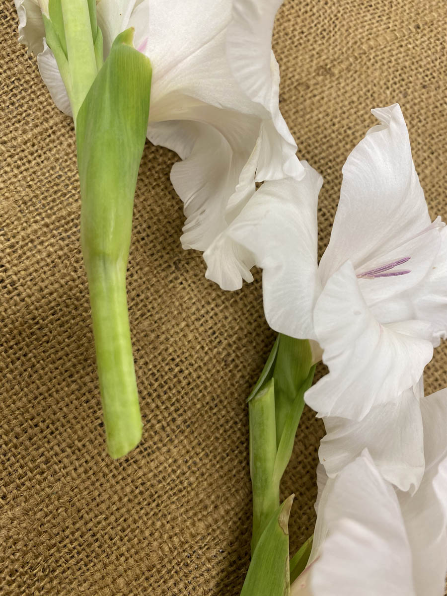 Figure 9 Rigid StemsCut white gladiolus florets are pictured on a table.